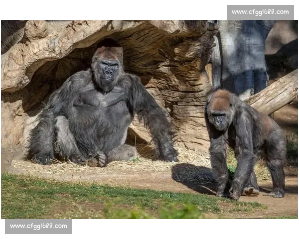 重锤砸拳定乾坤！奥马尔 - 西碾压巴西 大猩猩